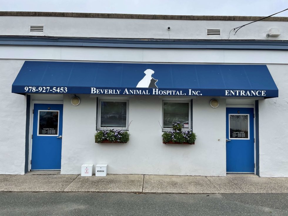 About Beverly Animal Hospital Vet In Beverly, MA 01915